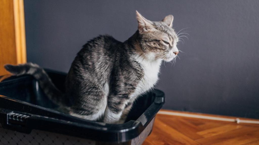 Un gato orinando en un arenero.