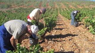 La odisea de encontrar vendimiadores en Castilla y León: "Ya ni los extranjeros quieren este trabajo"