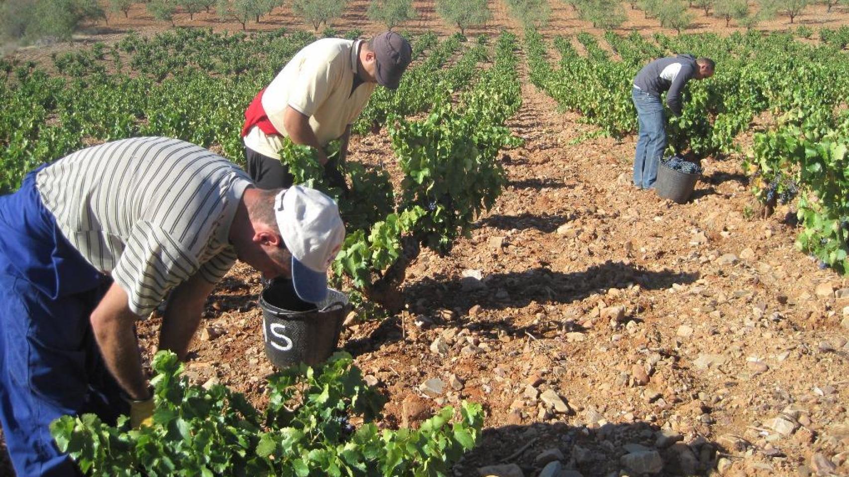La vendimia en Aragón, en una de las últimas temporadas.