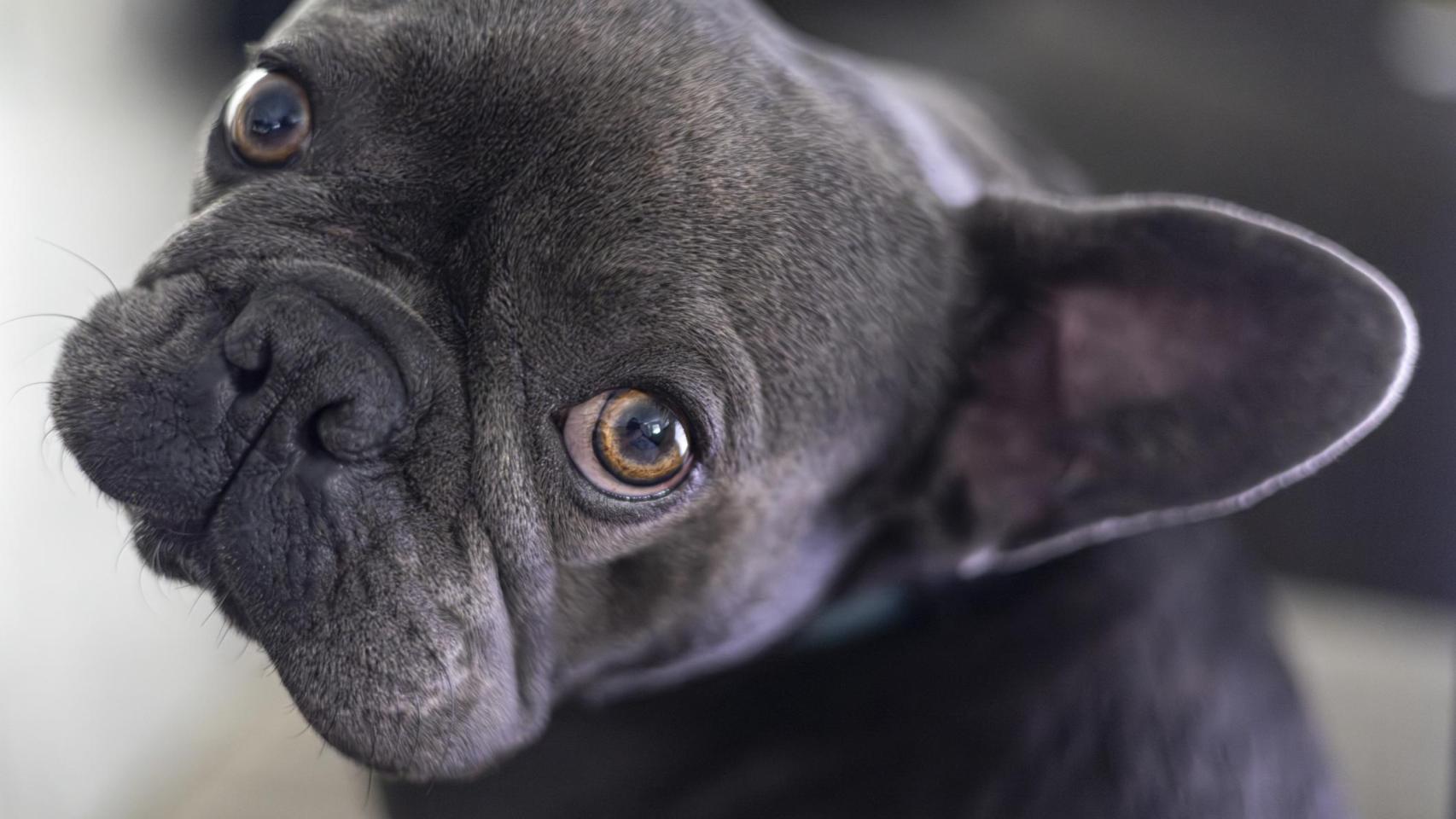 Un bulldog francés en primer plano.