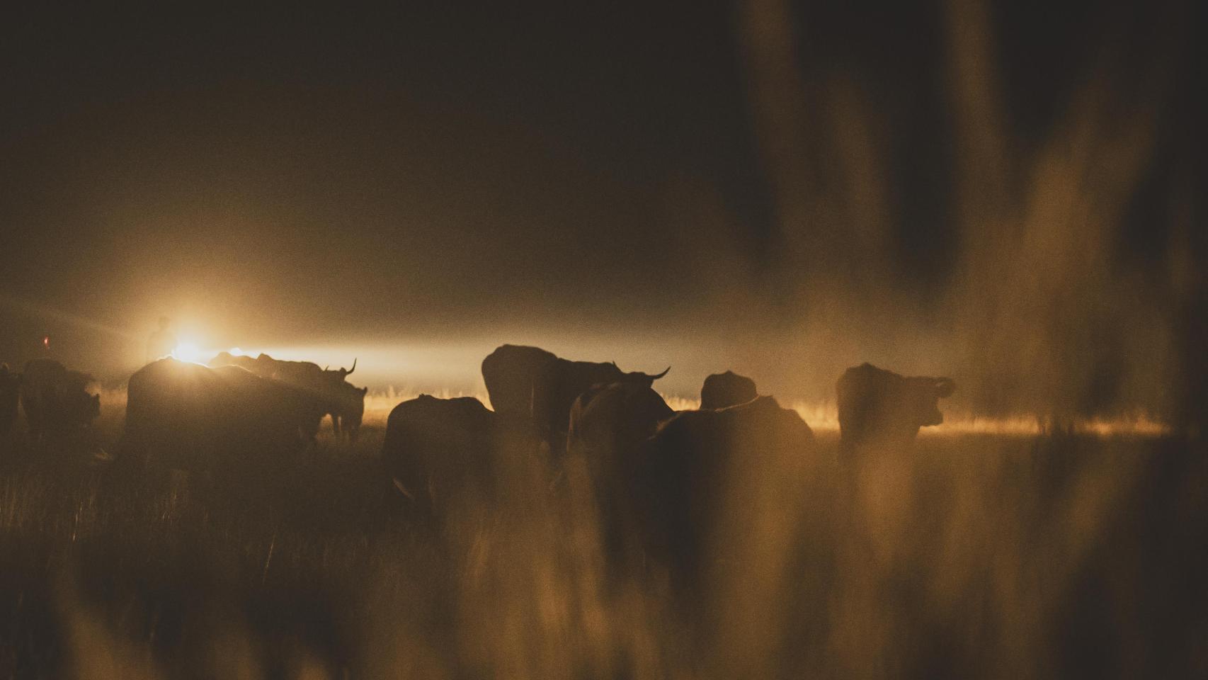Las últimas vacas llegan a Quintana, se escuchan los gritos de los ganaderos.