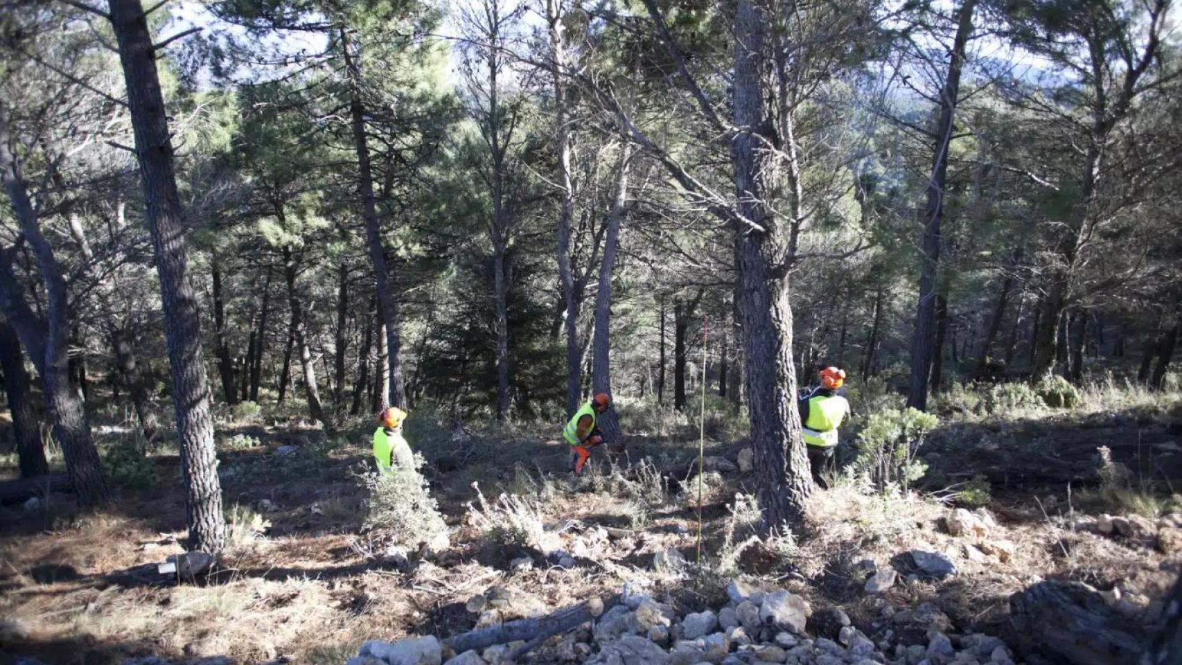 Imagen de trabajos de biomasa de la Diputación de Málaga.