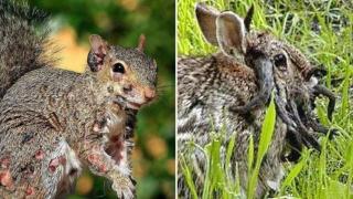 Una ardilla afectada por fibroma y un conejo afectado por el papiloma de Shope.