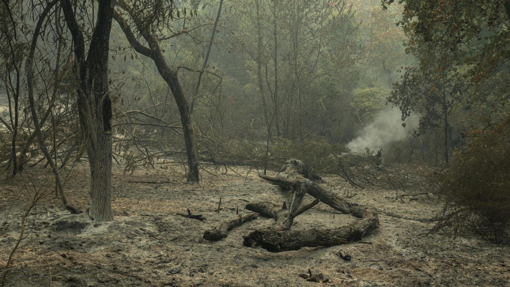 Superficie calcinada como consecuencia del incendio forestal en Carballeda de Avia (Ourense).