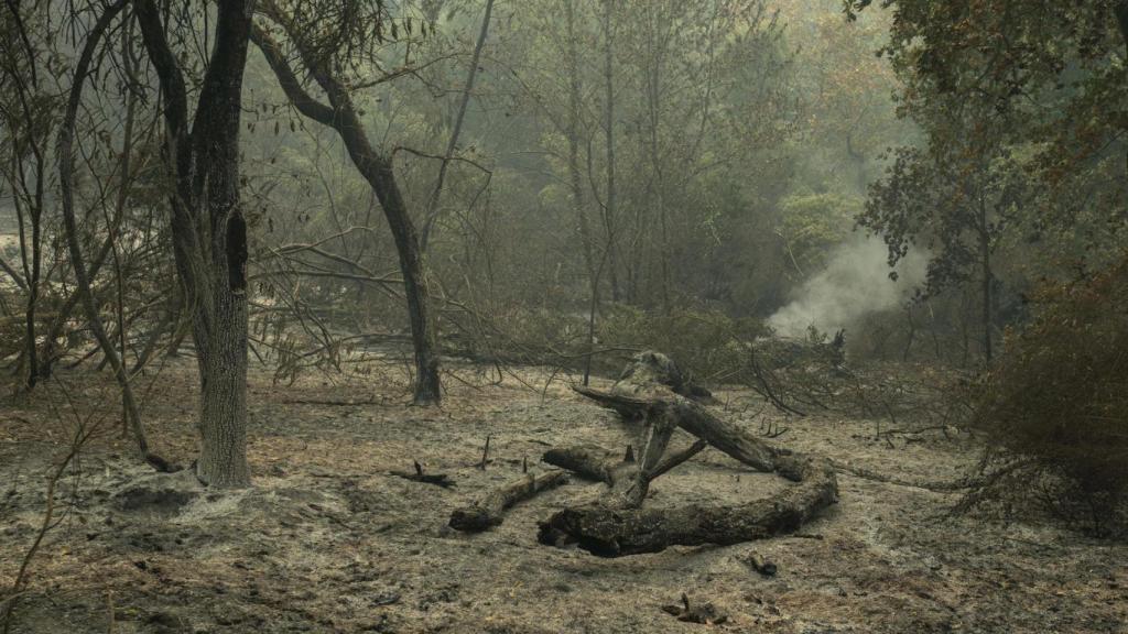 Superficie calcinada como consecuencia del incendio forestal en Carballeda de Avia (Ourense).