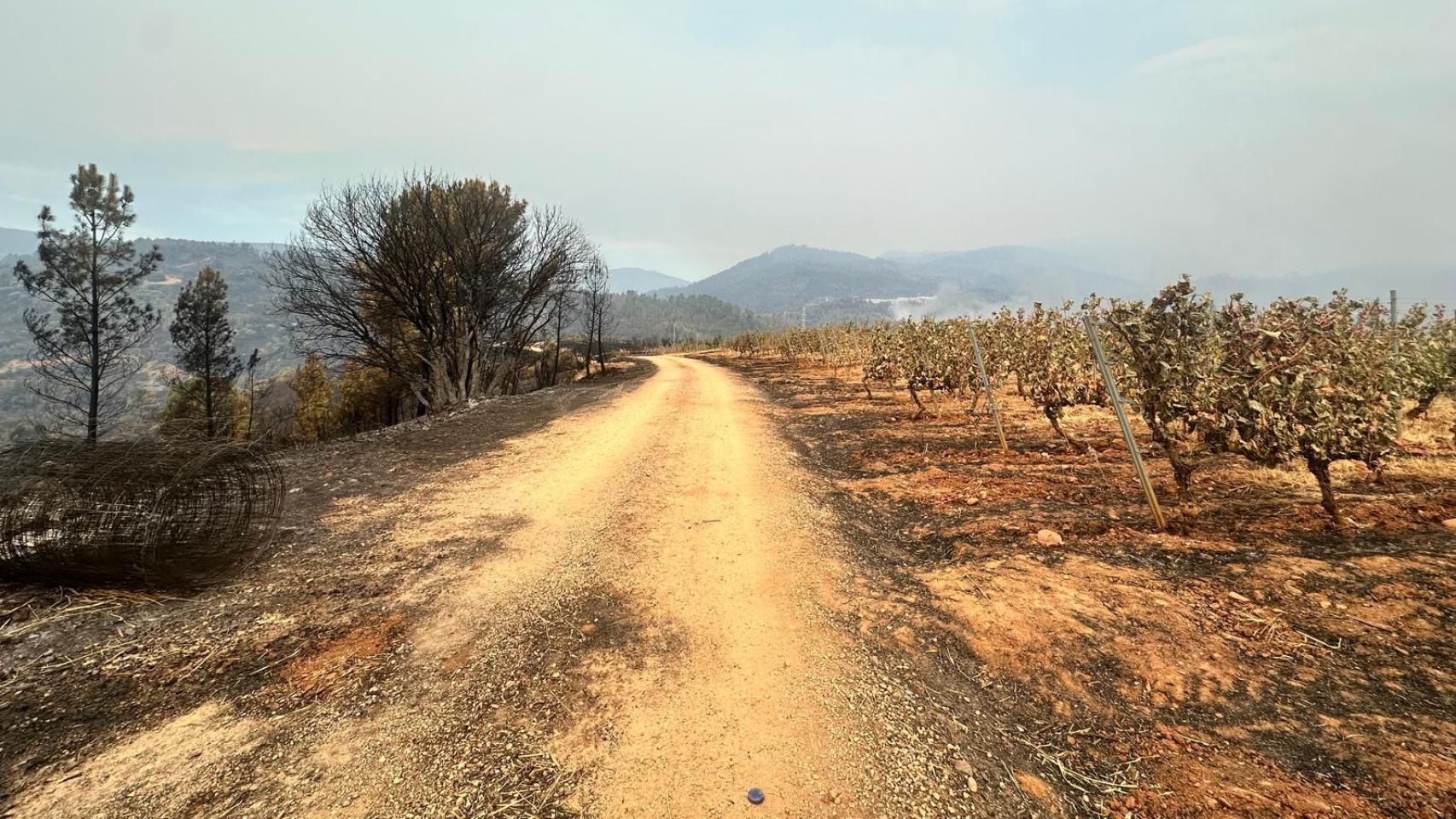 El viñedo de Méndez Rojo, alcanzado por las llamas.