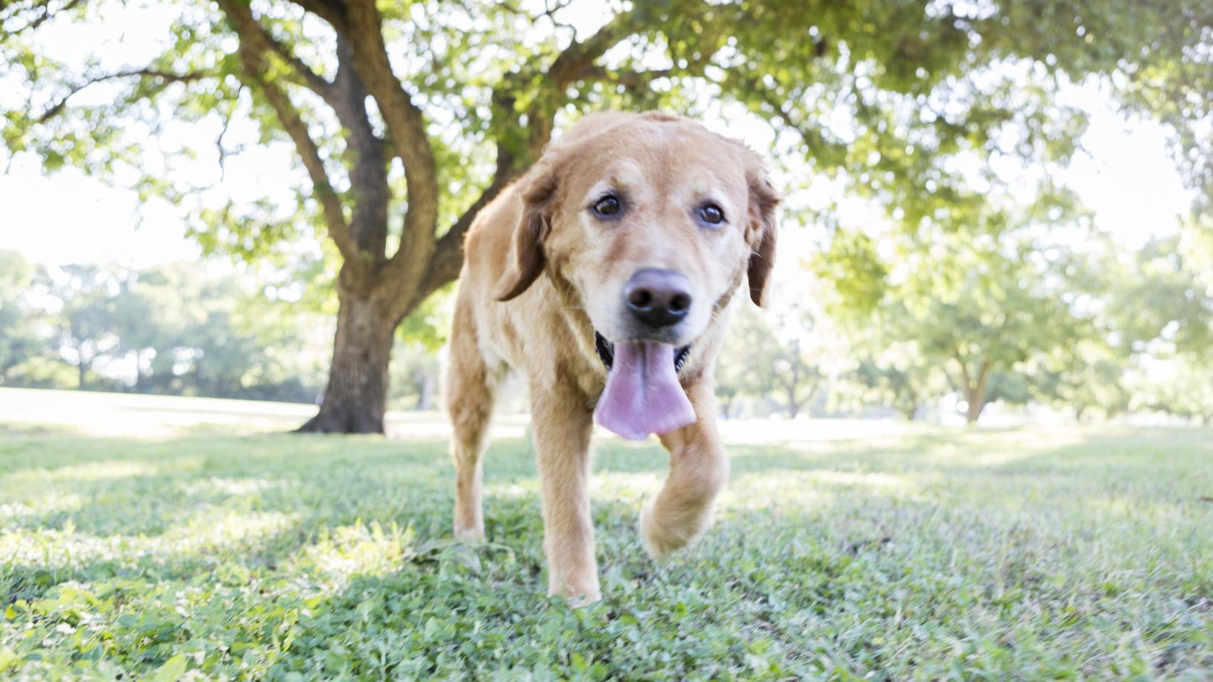 Imagen de un perro jadeando.