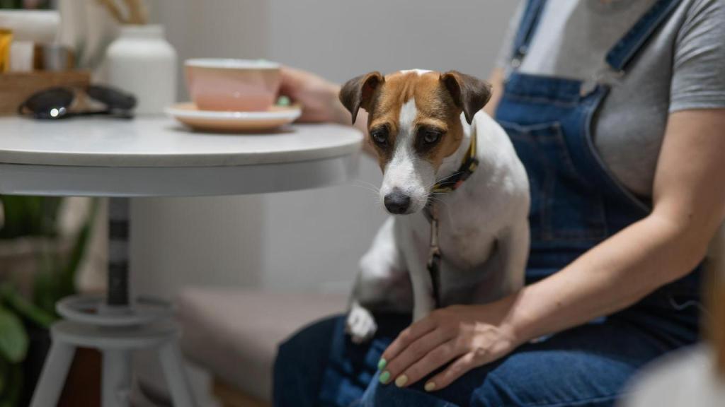 Un perrito enfermo sentado en el regazo de una mujer.