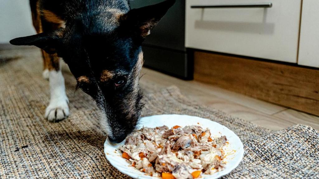 Un perro comiendo.