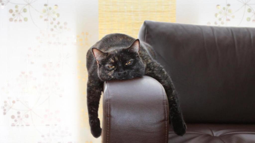 Un gato aburrido en el sofá.