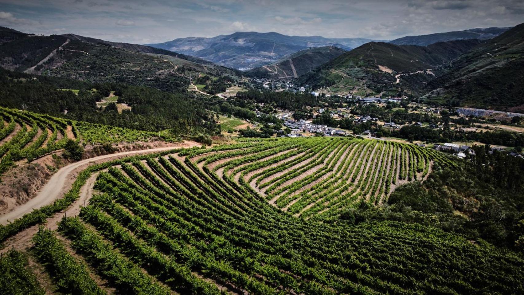 El viñedo de Valdeorras, en riesgo.