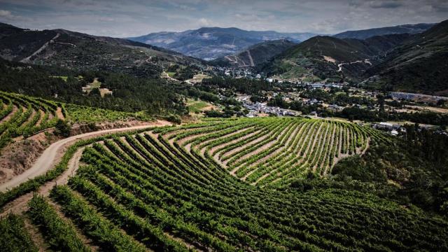 El viñedo de Valdeorras, en riesgo.