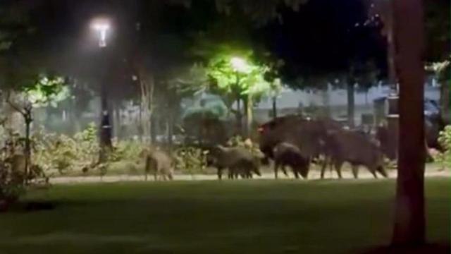 Jabalies en Méndez Núñez