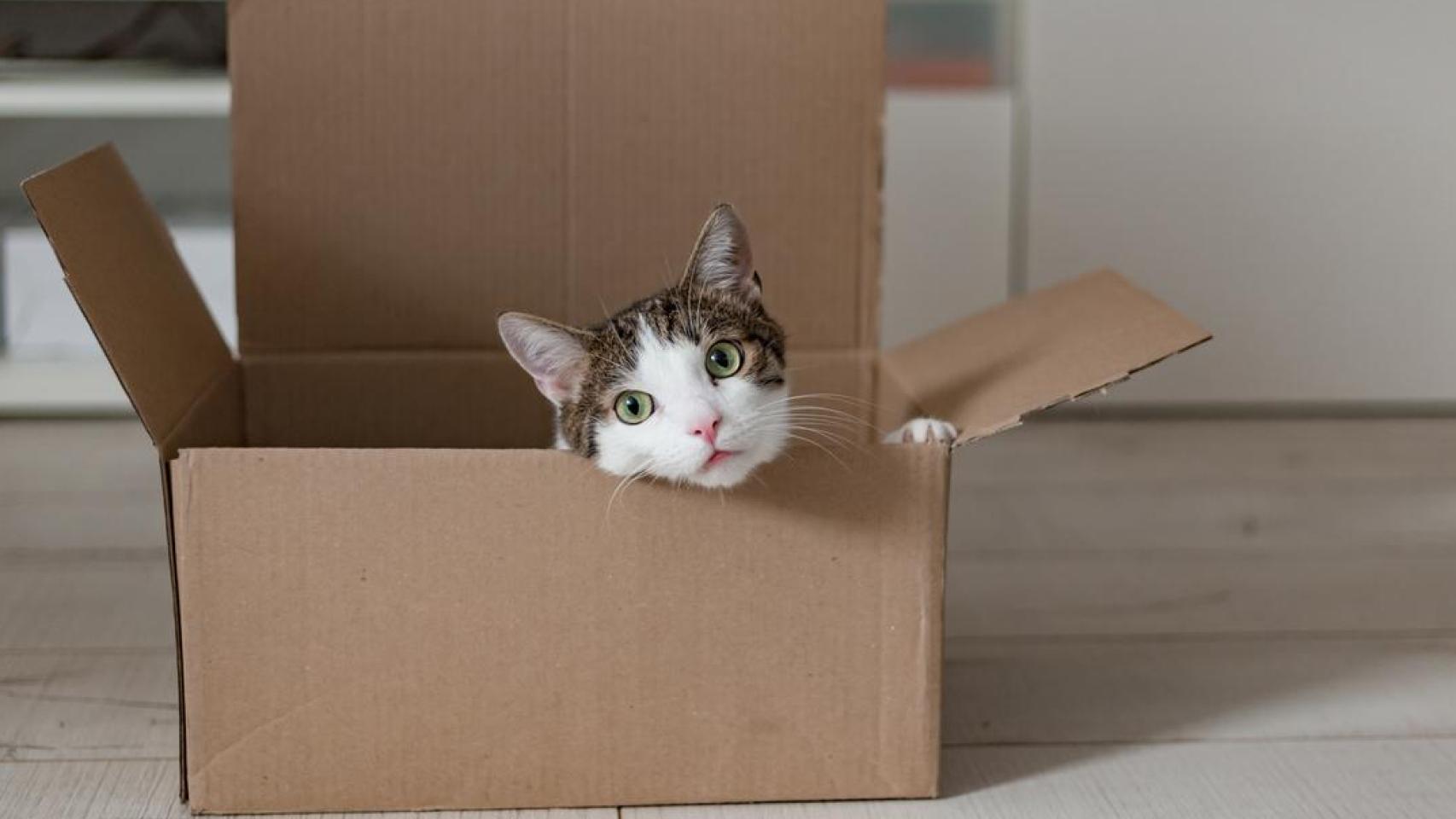 Para el gato la mudanza comienza con el movimiento de cajas.