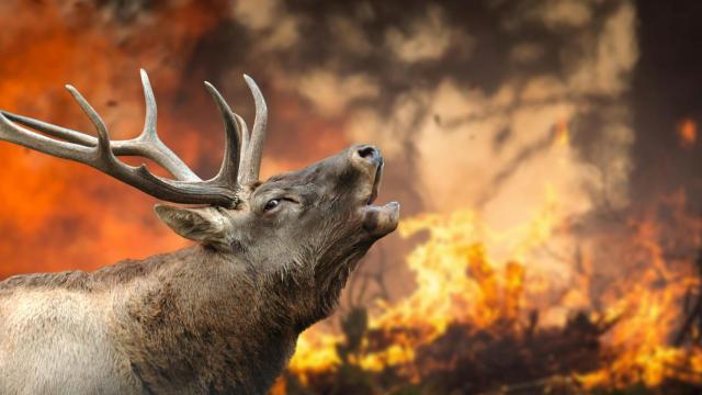 Un venado en un incendio forestal.