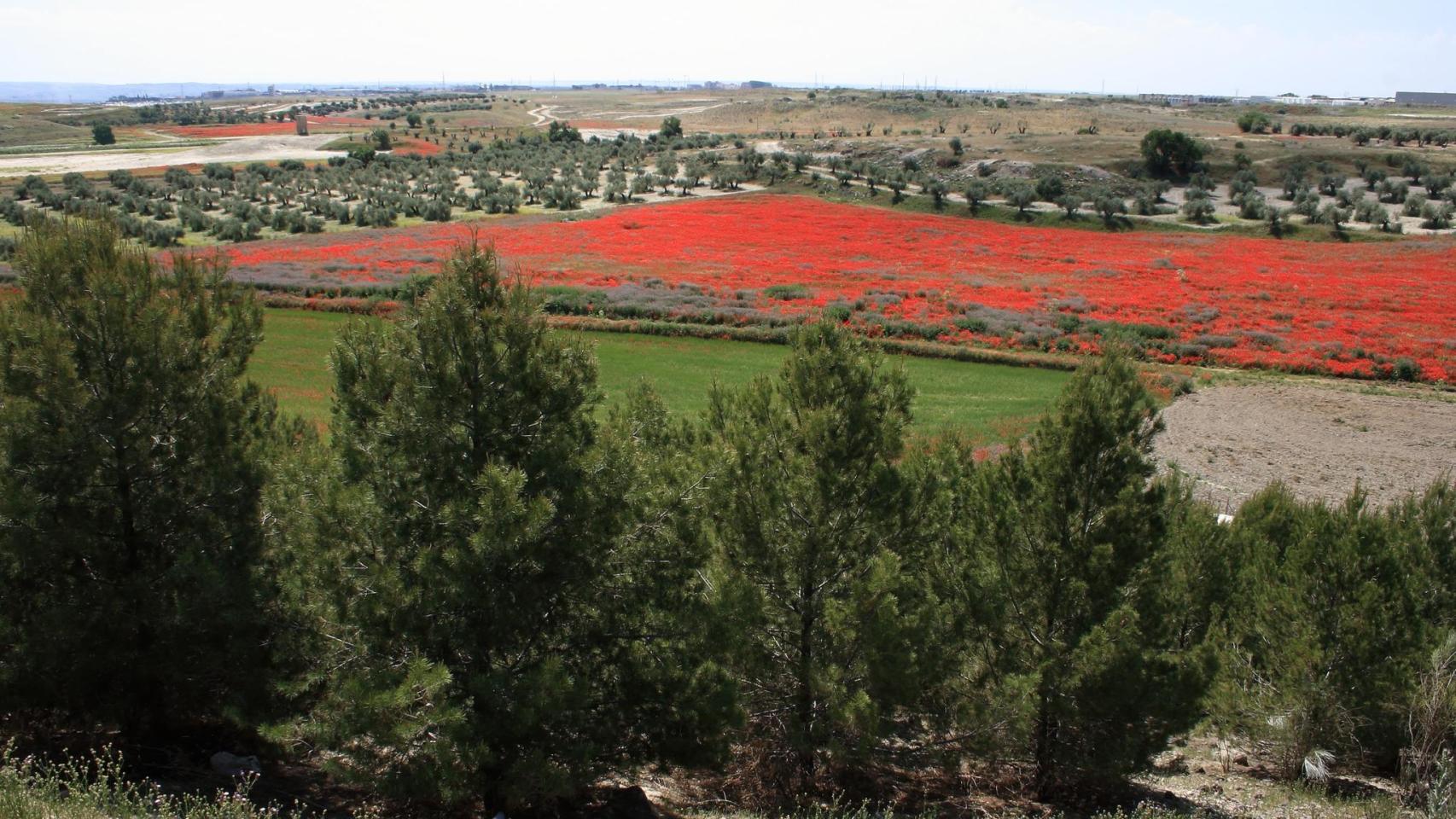 Panorámica de los terrenos de la Ermita de Santiago donde se pretende construir el macroproyecto Logistik City Green Life.