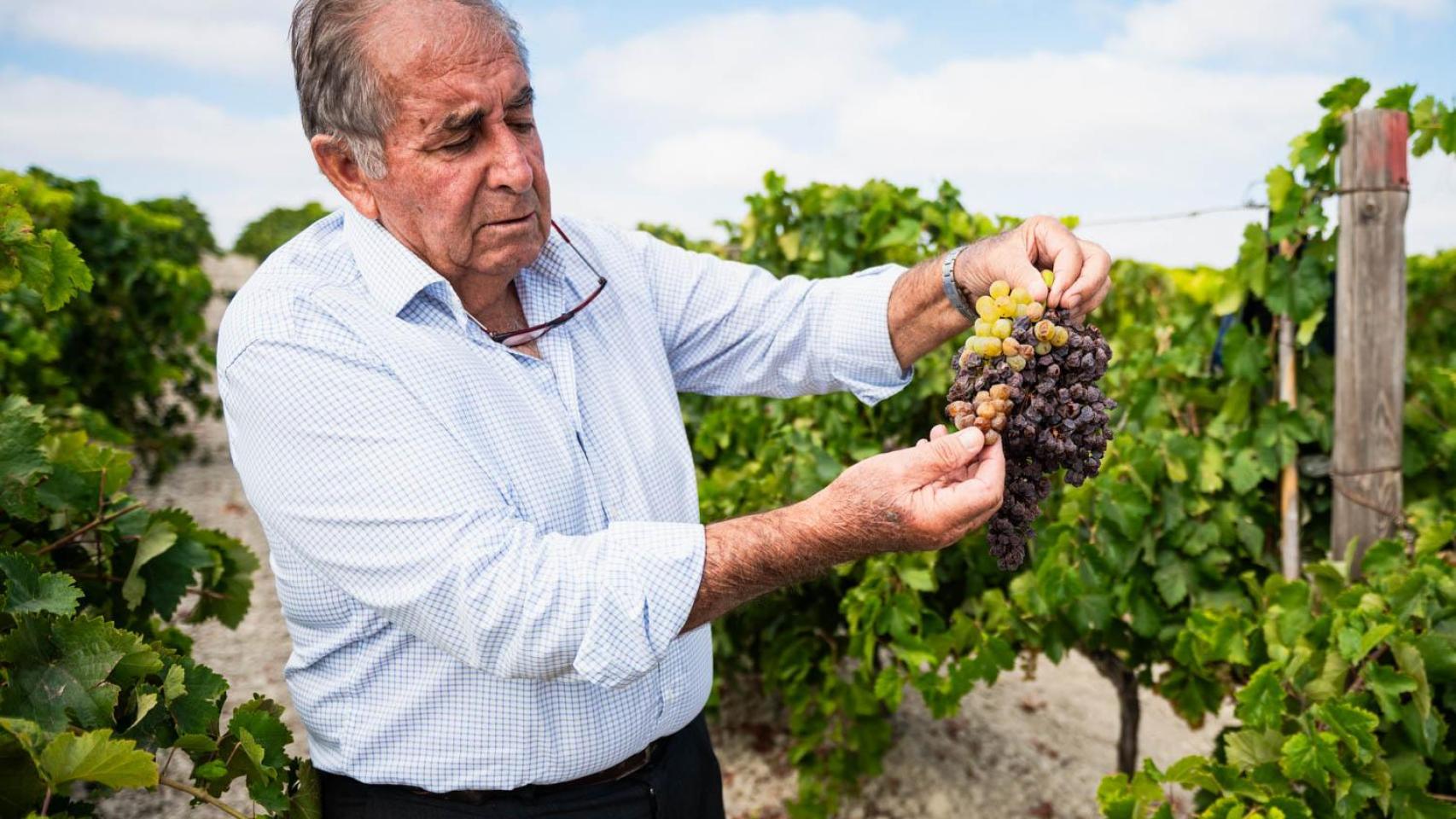 La ola de calor funde las viñas del Marco de Jerez en plena vendimia.