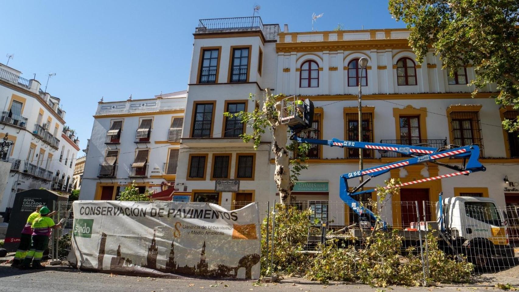 Operarios de Parques y Jardines, en labores de apeo de un árbol en la calle Adriano.