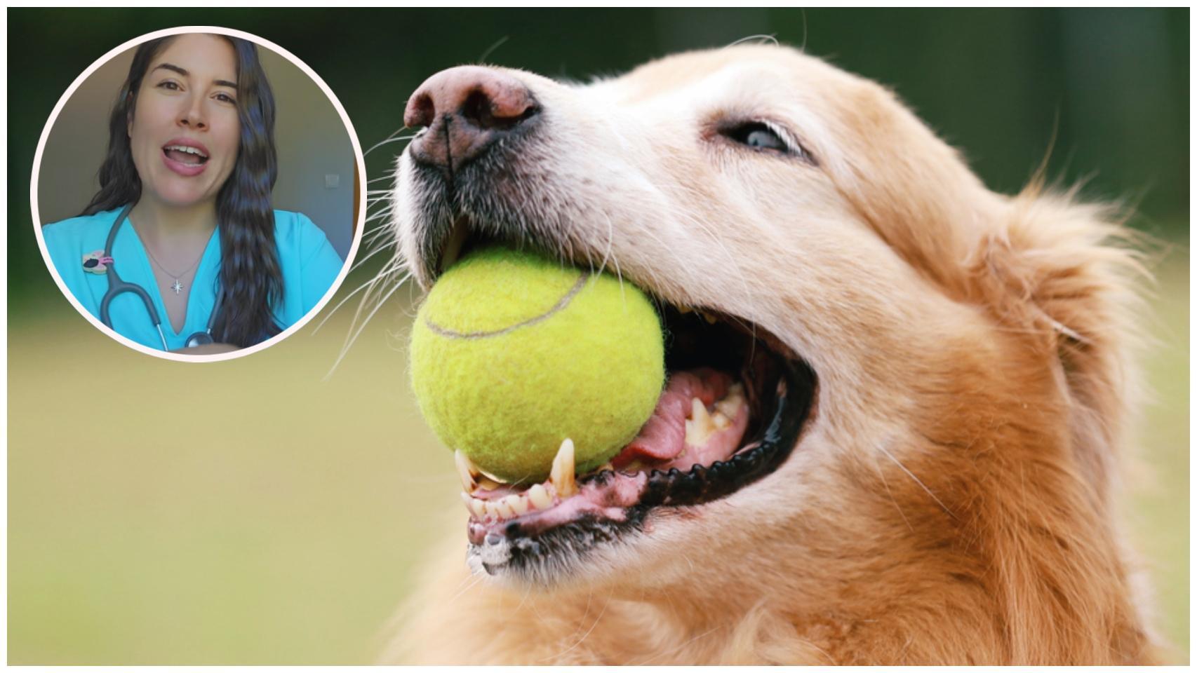 Un perro jugando con una pelota junto con María.