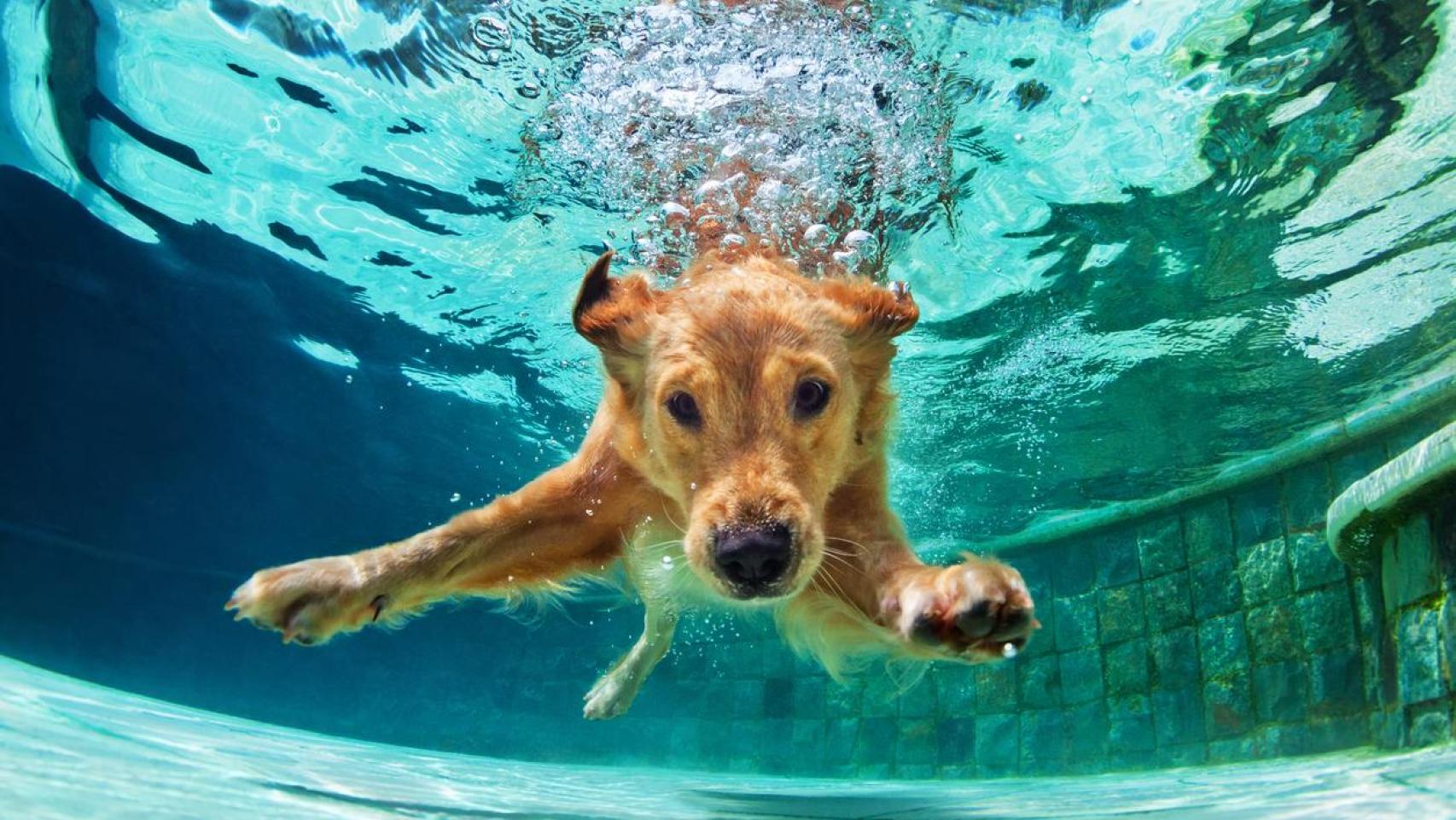 Un perro dentro de una piscina nadando.