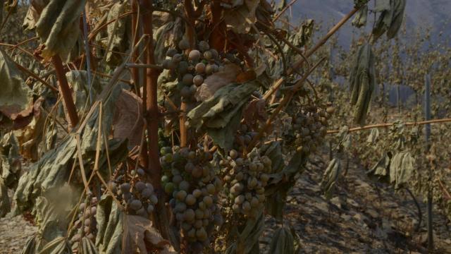 Viña afectado por el fuego, en las laderas de Cernego, en Villamartín de Valdeorras.