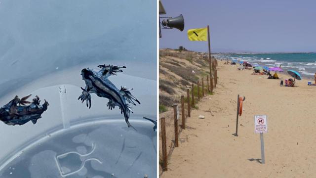 Los dragones azules encontrados en la playa dels Vivers de Guardamar del Segura.