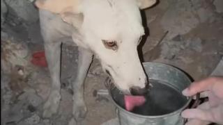 El perrito liberado de los escombros, bebiendo agua.