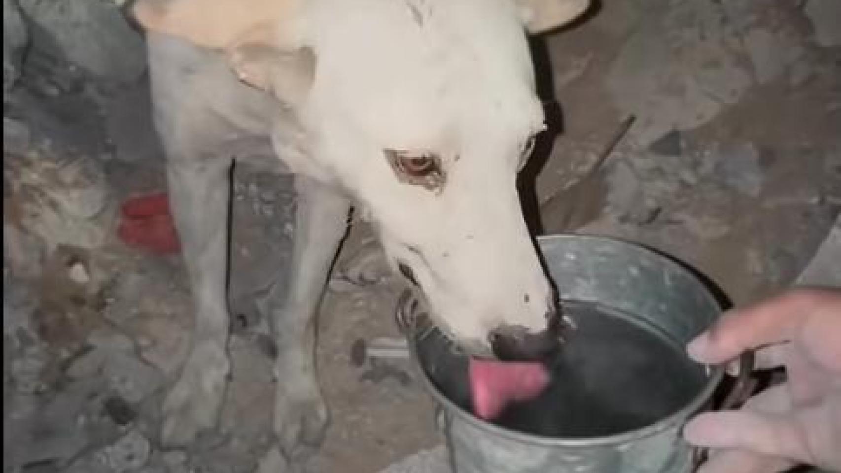 El perrito liberado de los escombros, bebiendo agua.