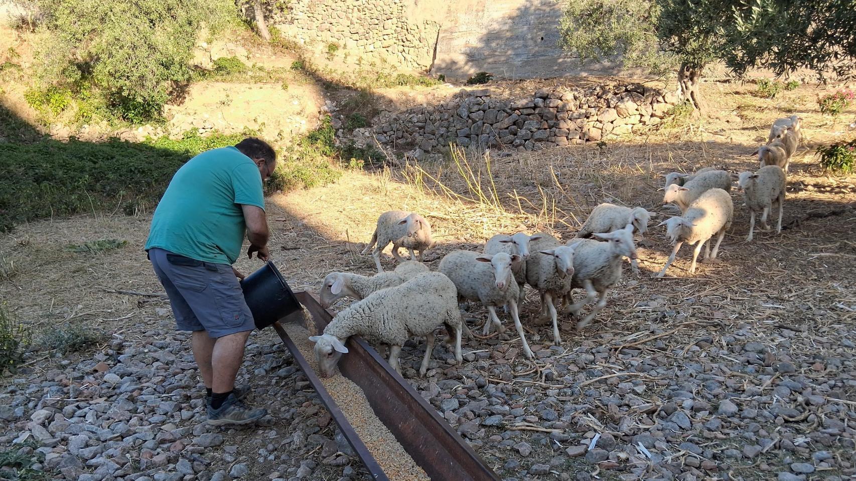 Toño Aines dando de comer a su rebaño de ovejas en Alquézar
