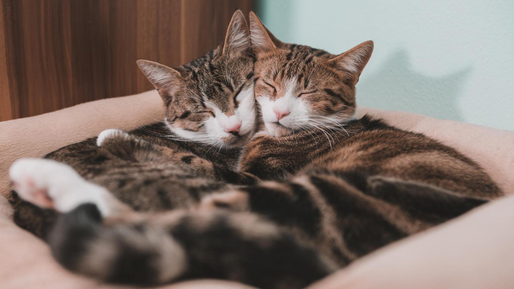 Dos gatos durmiendo juntos.