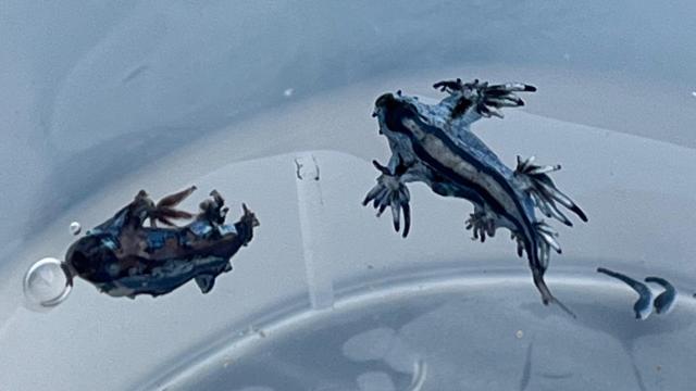 Los dos dragones azules encontrados en Guardamar del Segura.