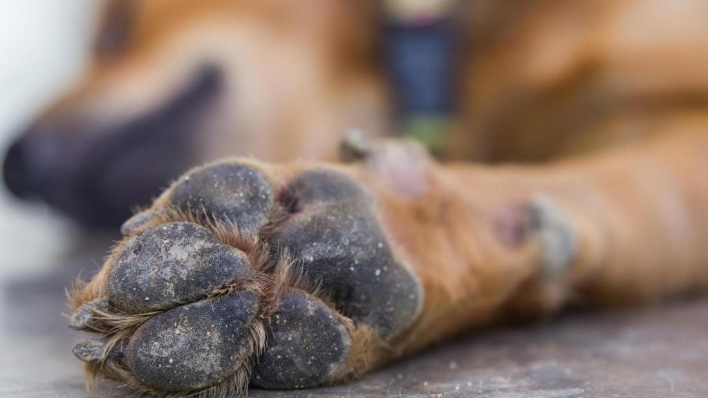 La almohadilla de un perro tumbado.