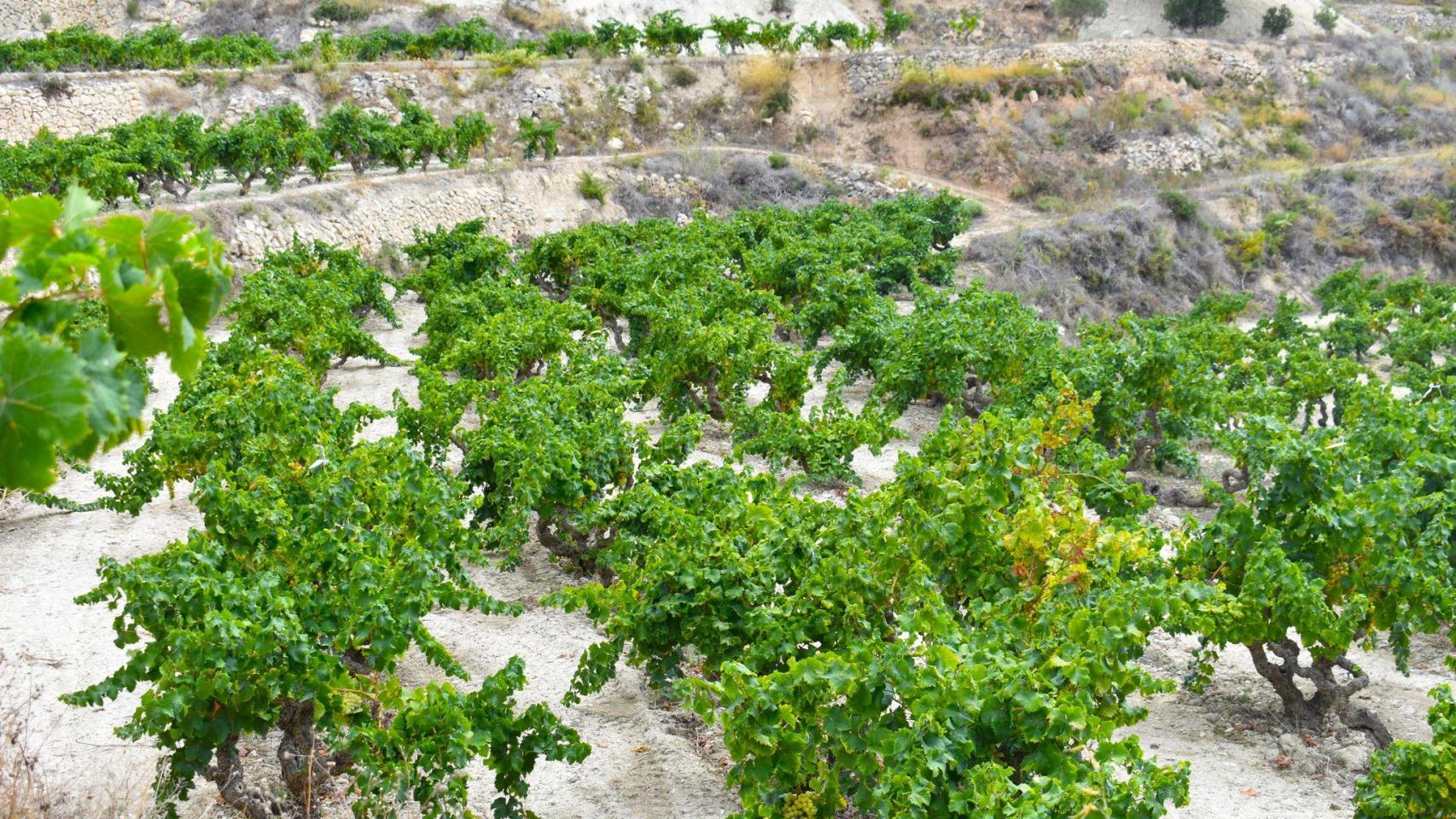 Plantaciones de uva moscatel.