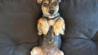 Maro, el perrito que he rescatado de la calle de Granada.