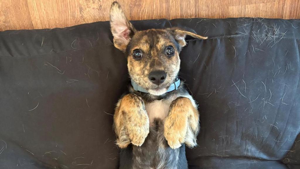 Maro, el perrito que he rescatado de la calle en Granada.