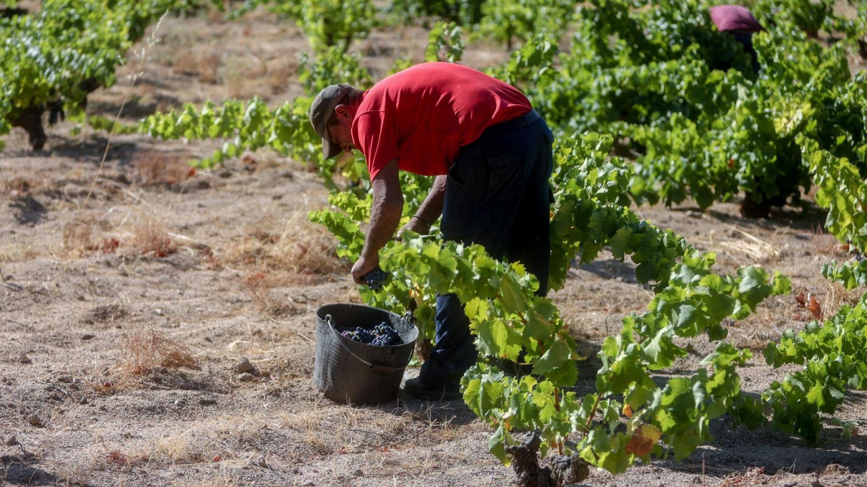Los trabajadores extranjeros agrícolas representan más del 90% del total de los empleados en este campo.