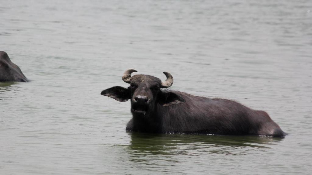 Un búfalo nadando.