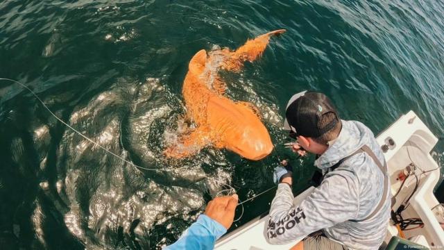 Tiburón nodriza naranja. Parismina Domus Dei.