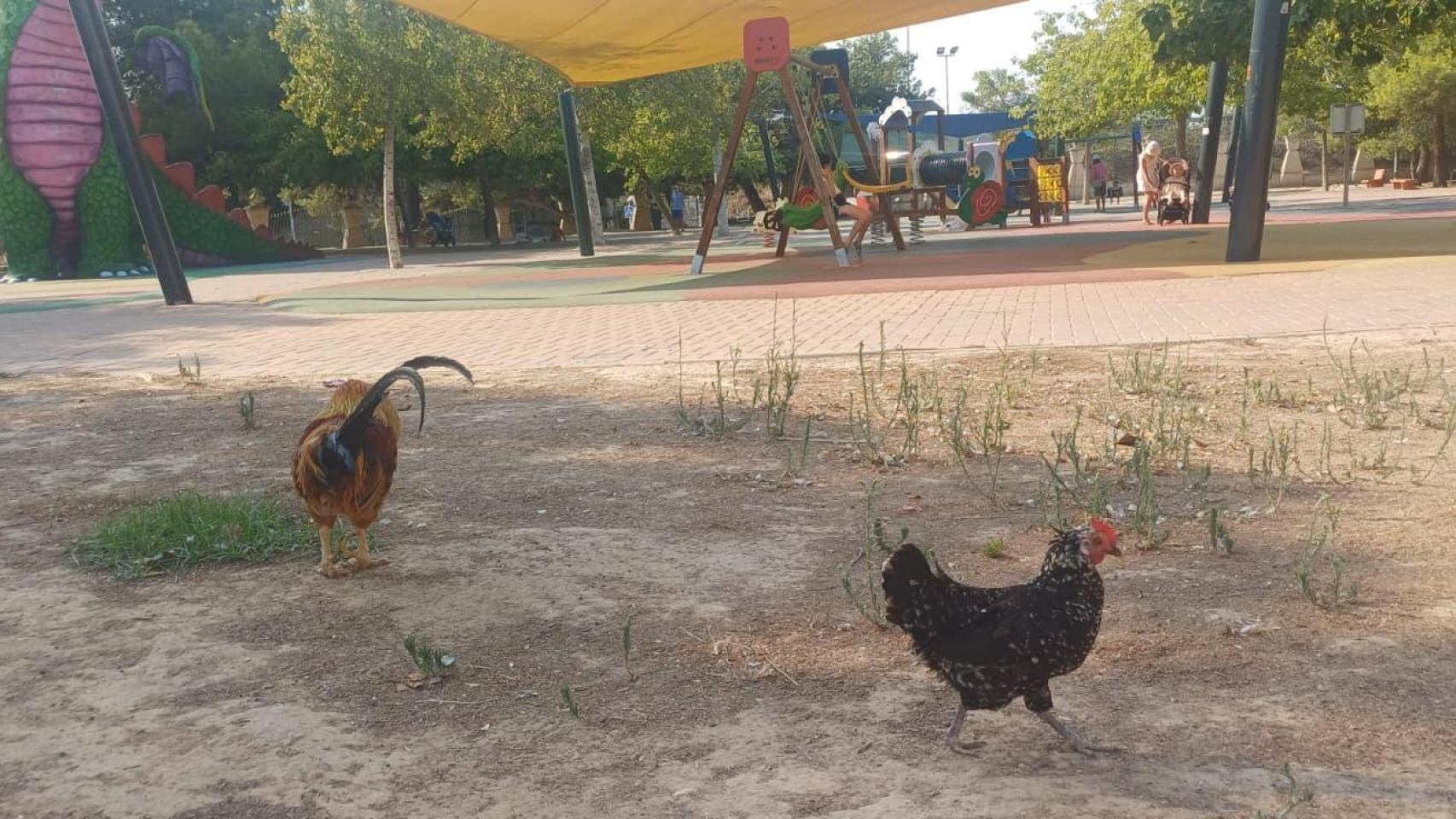 Unas gallinas cerca de unos comumpios en Torrevieja.