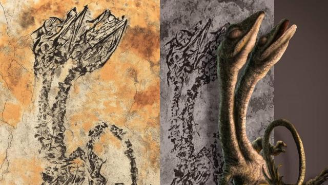 El fósil del Hyphalosaurus bicéfalo y su reconstrucción.