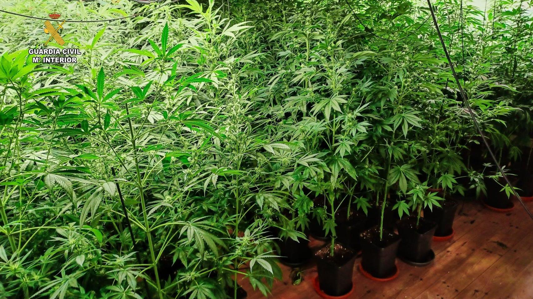 Desmantelada una plantación de marihuana en Oza-Cesuras (A Coruña), con la detención de un vecino