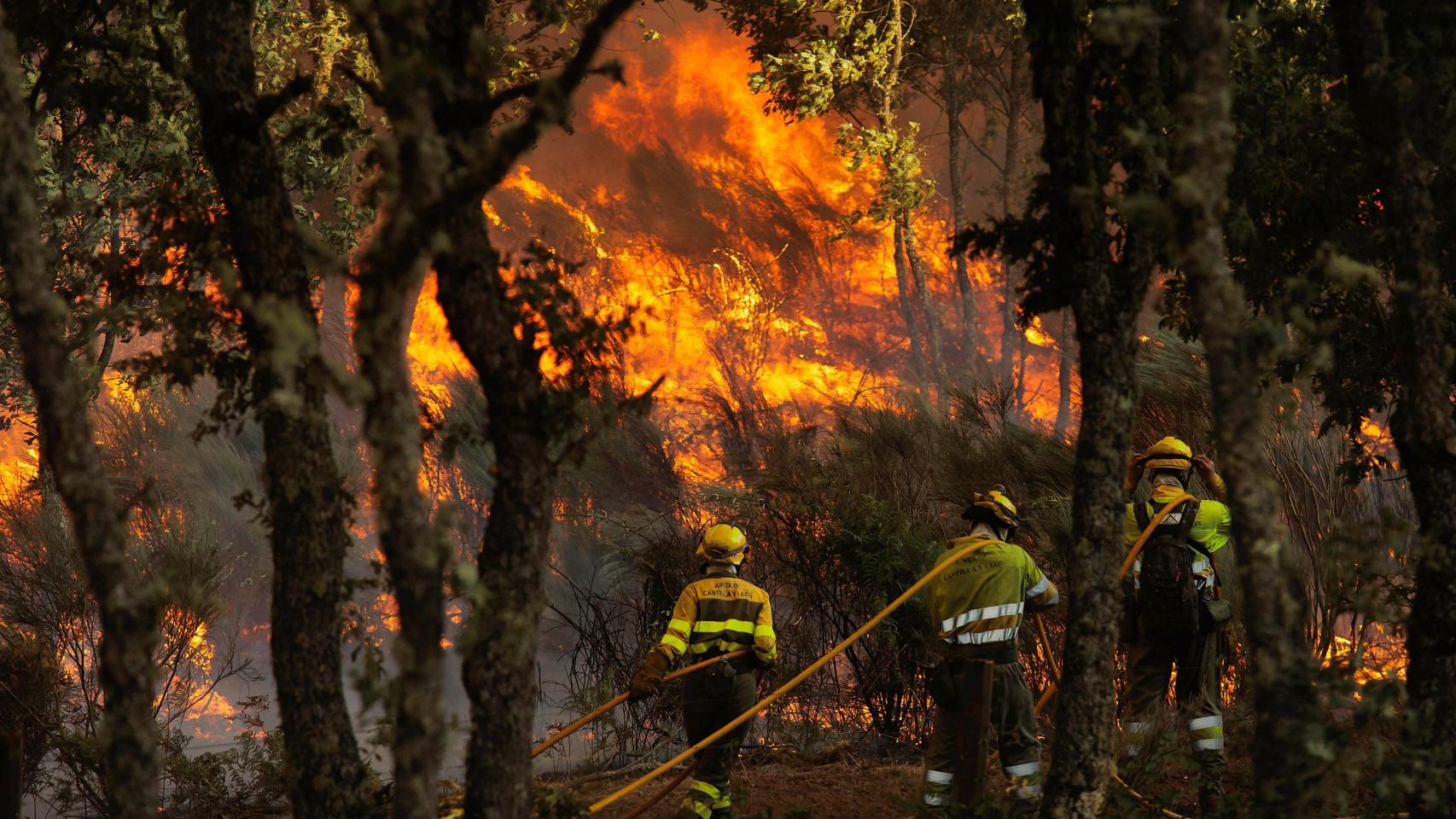 Bomberos forestales sofocando un incendio