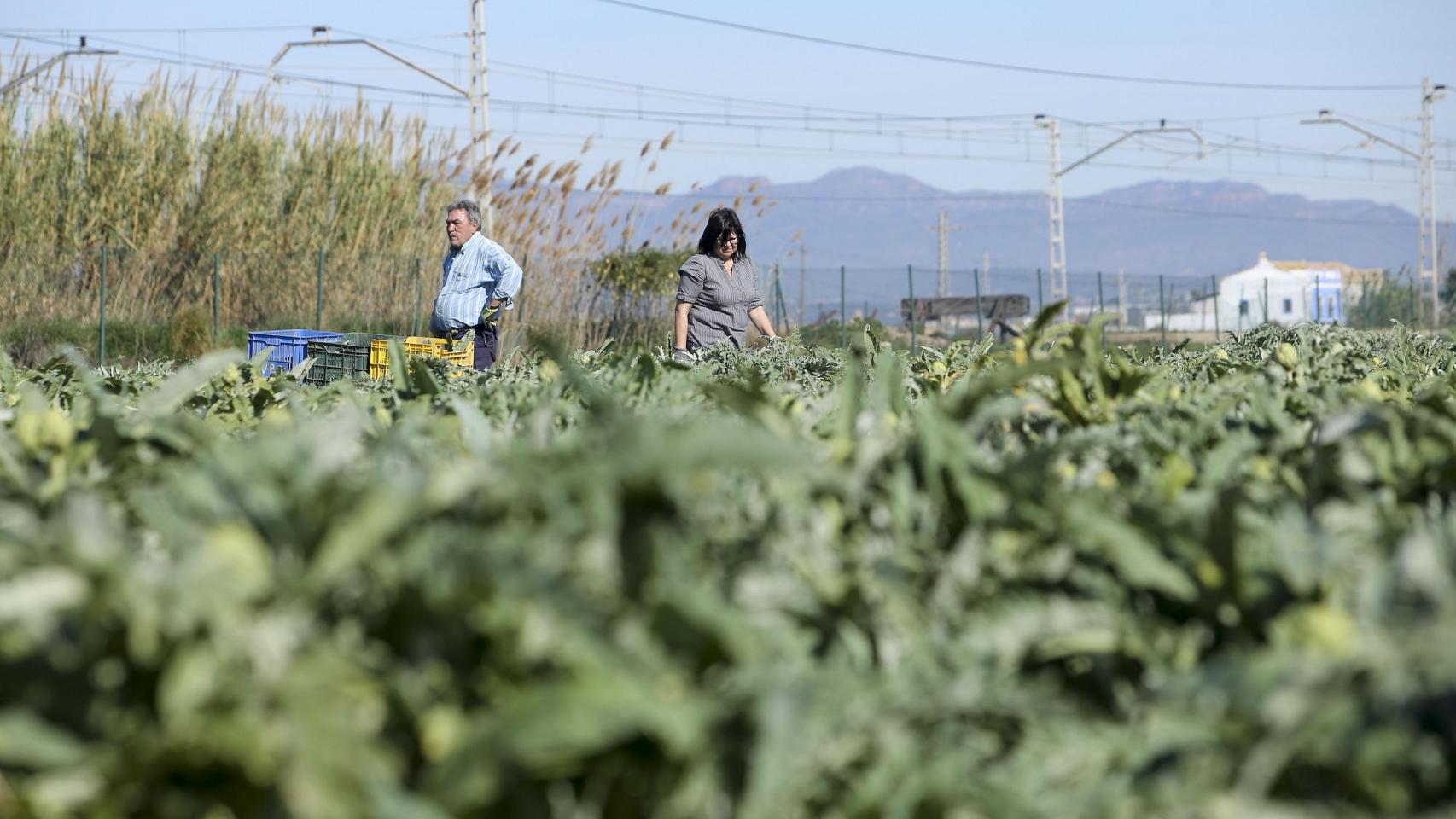 Dos agricultores en un campo de alcachofas.