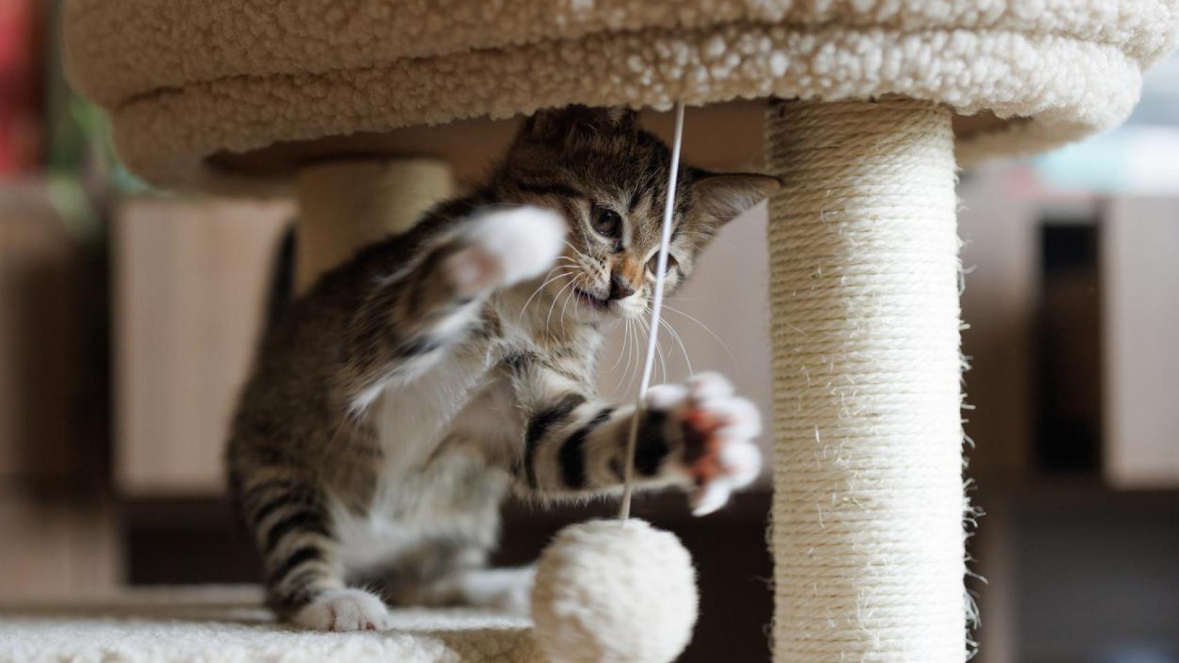 Un gato pequeño jugando en casa.