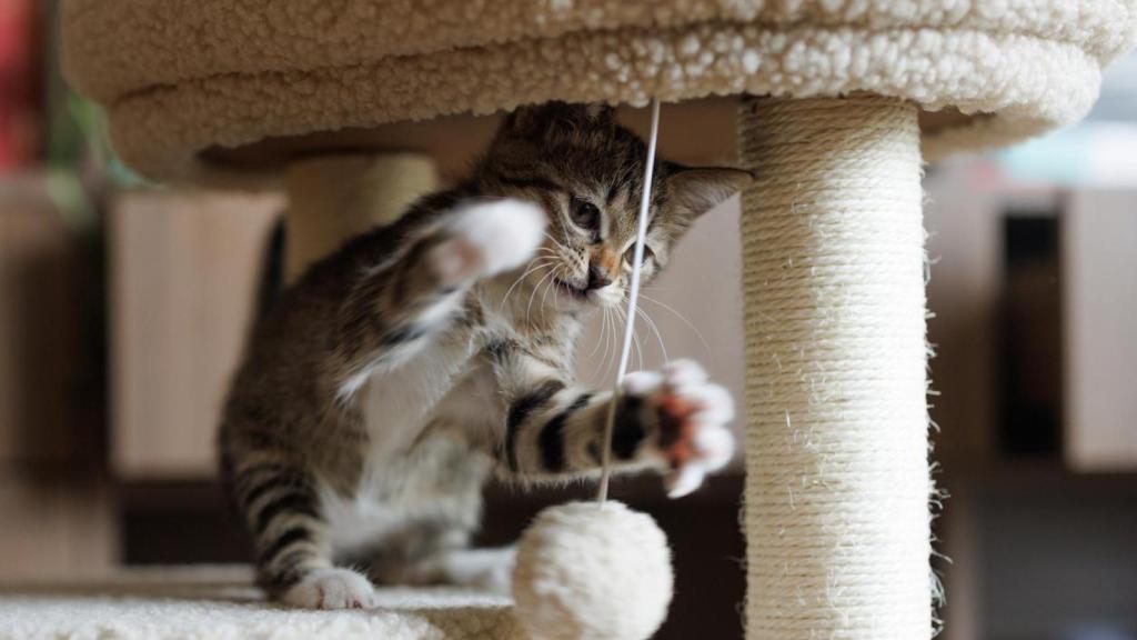 Un gato pequeño jugando en casa.