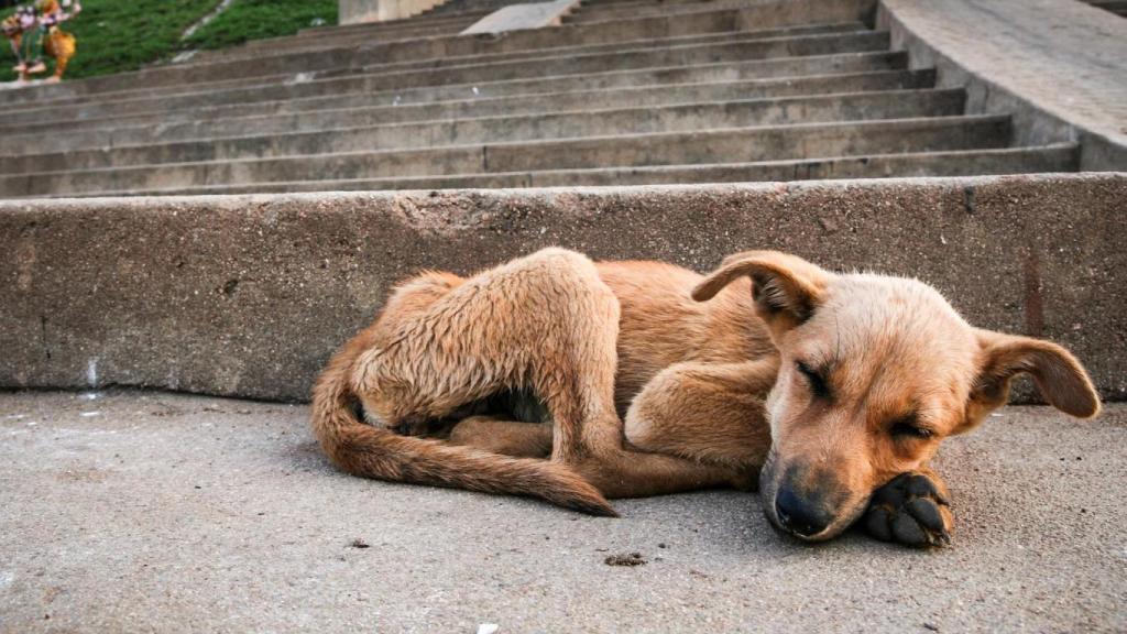 Un perrito callejero dormido.