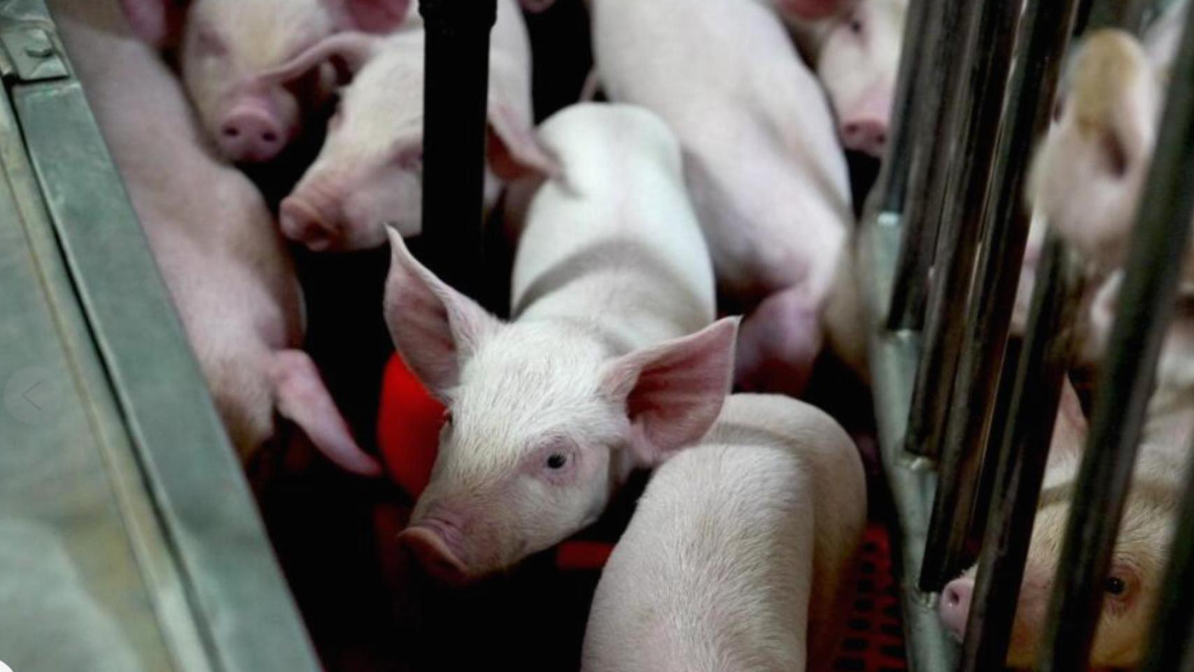 Cerdos criados para xenotrasplantes por la empresa Revivicor.