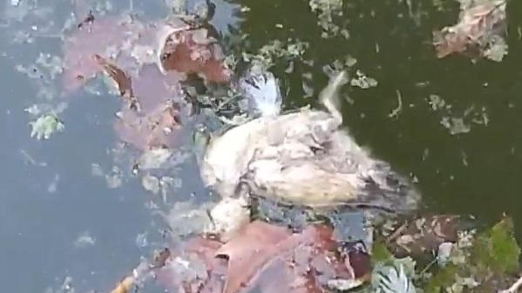 Una de las aves muertas del Parque de María Luisa.