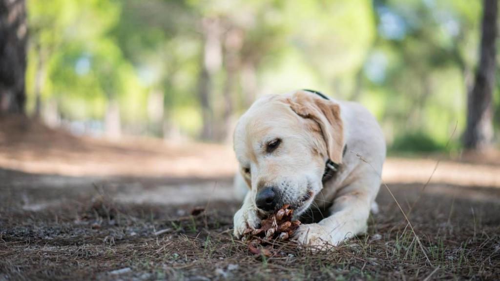 Un perrito comiéndose una piña en el suelo.