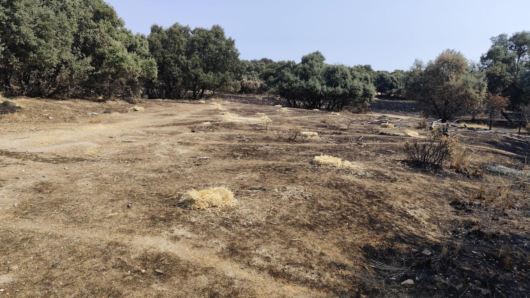 Reparto de alimentos de la Comunidad de Madrid a la fauna autóctona de Tres Cantos en las zonas quemadas por el incendio.